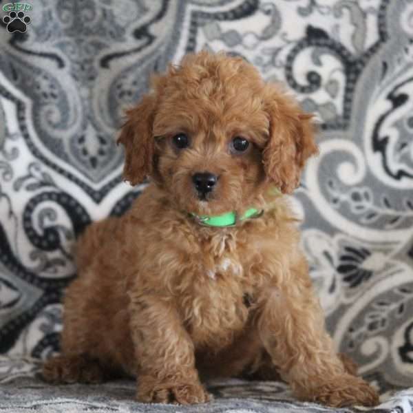 James, Cavapoo Puppy