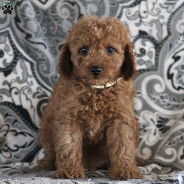 Jacob, Cavapoo Puppy