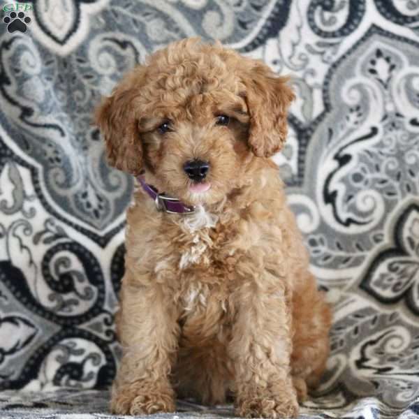 Jared, Cavapoo Puppy