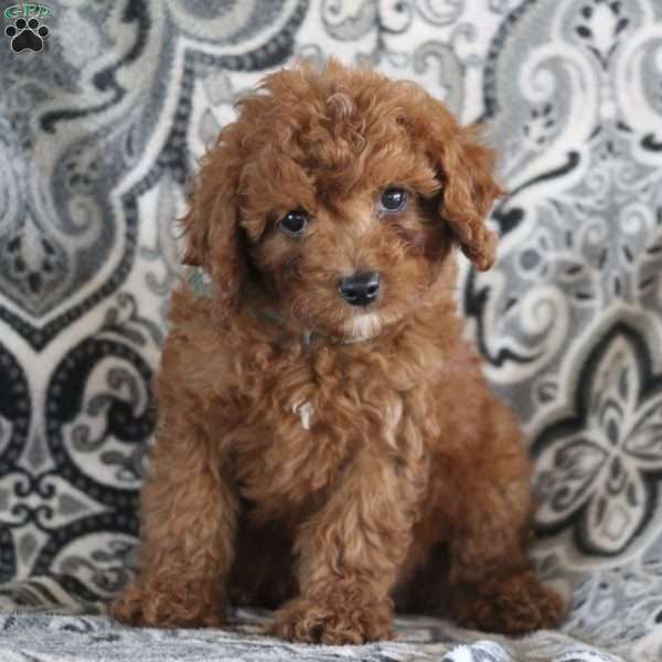 Jason, Cavapoo Puppy