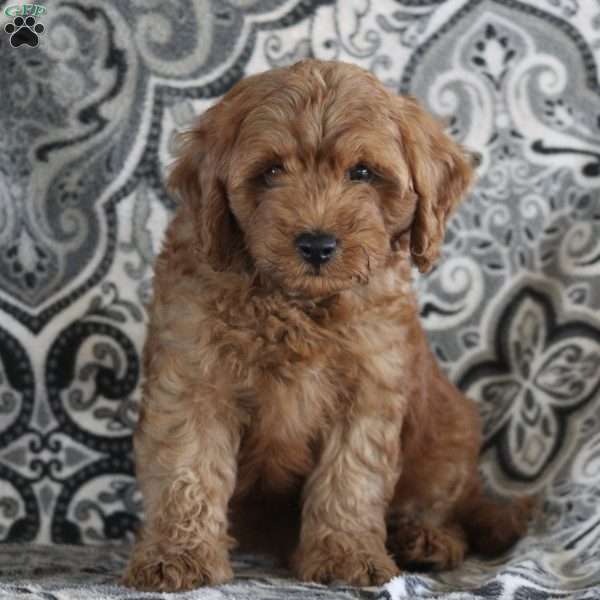 Jeffrey, Cavapoo Puppy