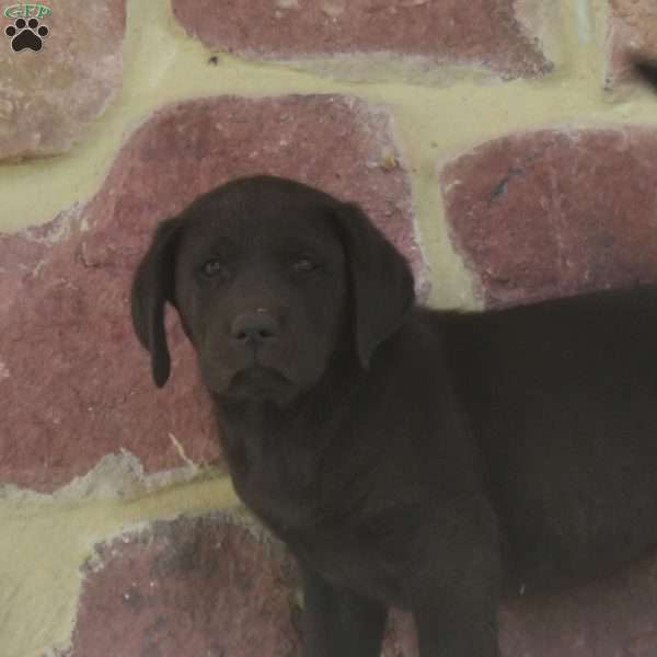 Luke, Black Labrador Retriever Puppy