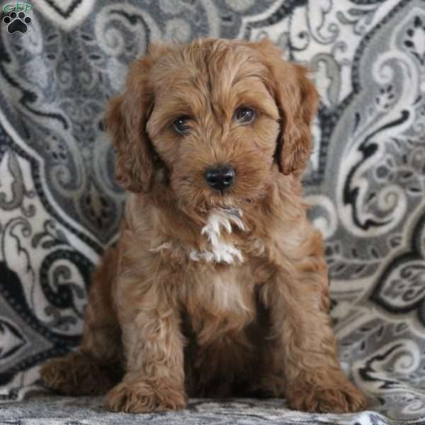 Justin, Cavapoo Puppy