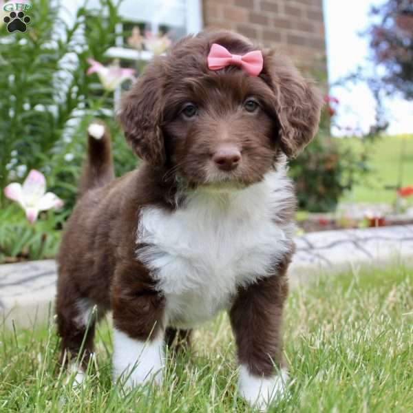 Charity, Aussiedoodle Puppy