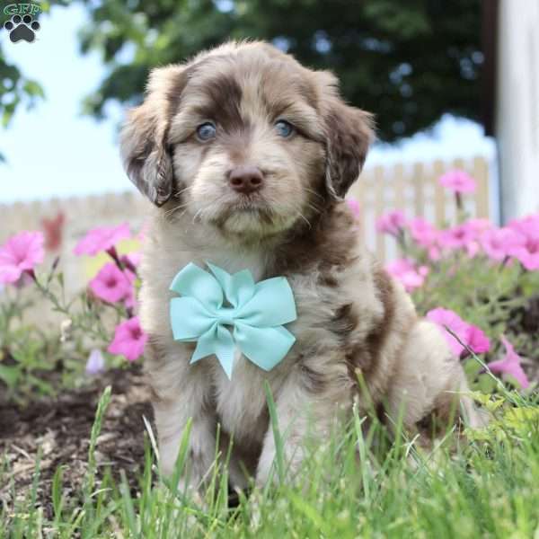 Clayton, Aussiedoodle Puppy