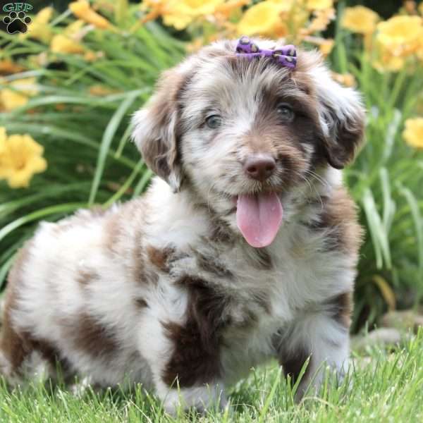 Carly, Aussiedoodle Puppy