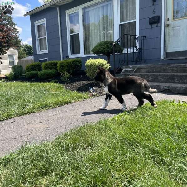 Mocha, Akita Puppy