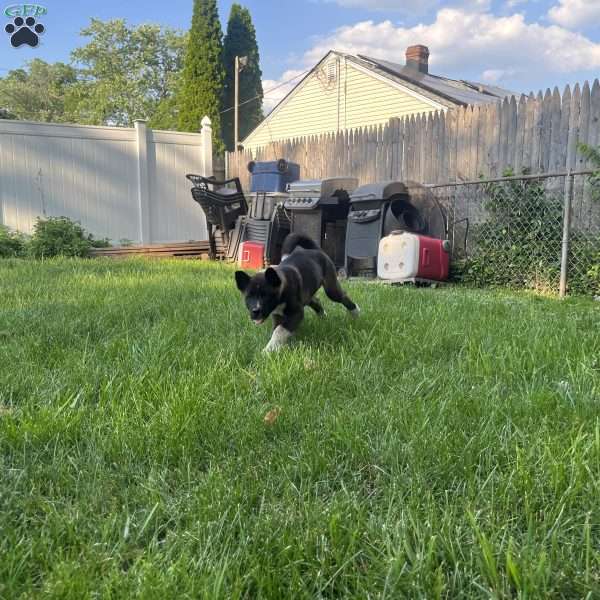 Hank, Akita Puppy