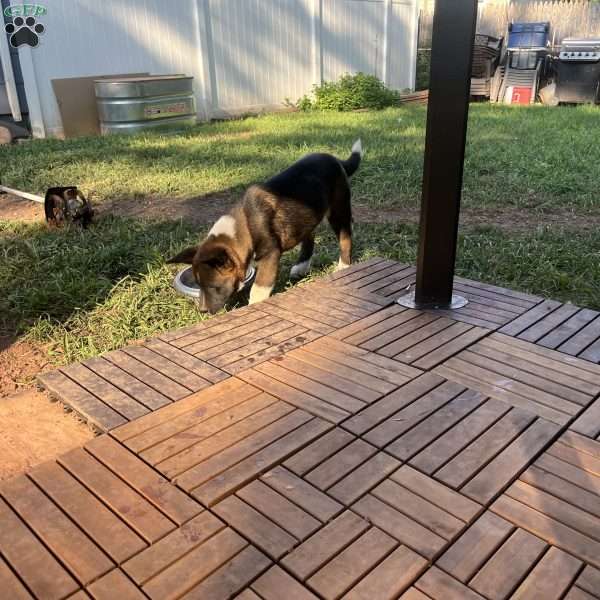 Bruno, Akita Puppy