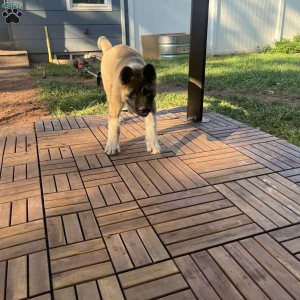 Max, Akita Puppy