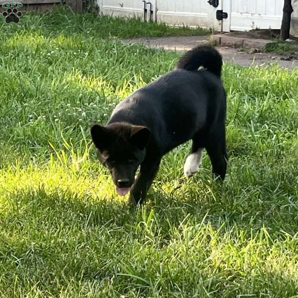 Boomer, Akita Puppy