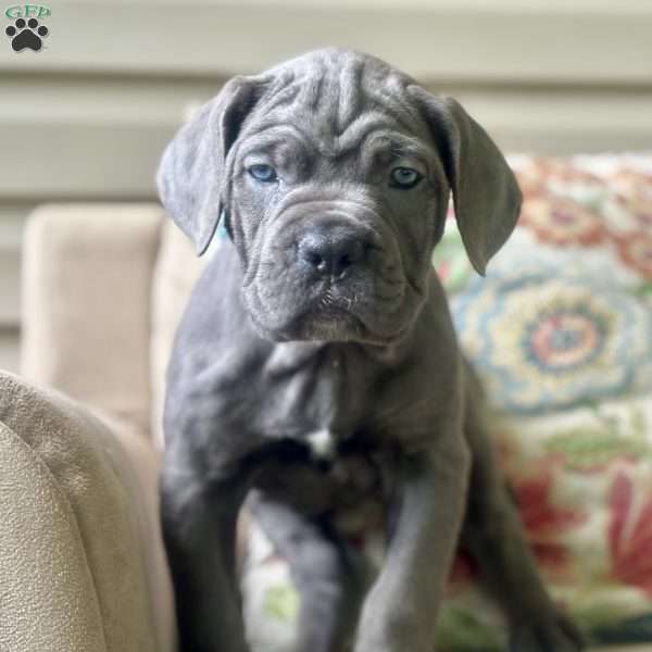 Starlight, Cane Corso Puppy