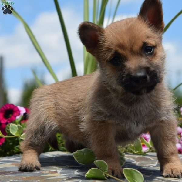 Roco, Cairn Terrier Puppy