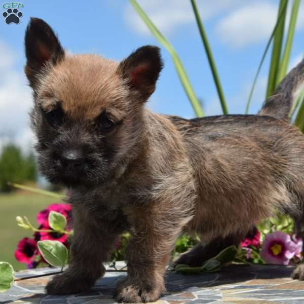 Mindy, Cairn Terrier Puppy