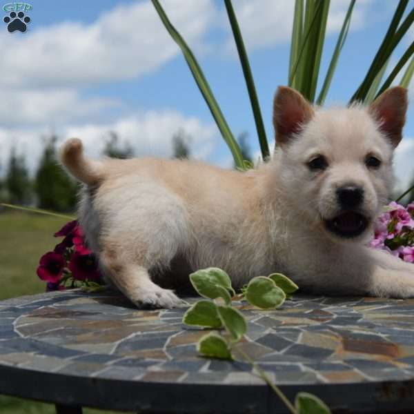 Cloud, Cairn Terrier Puppy