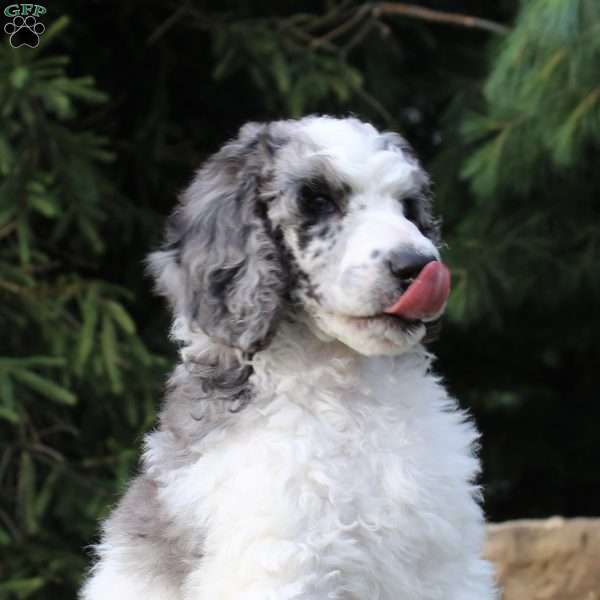 King Boo, Standard Poodle Puppy