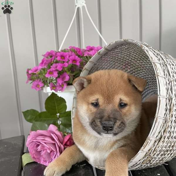 Luther, Shiba Inu Puppy