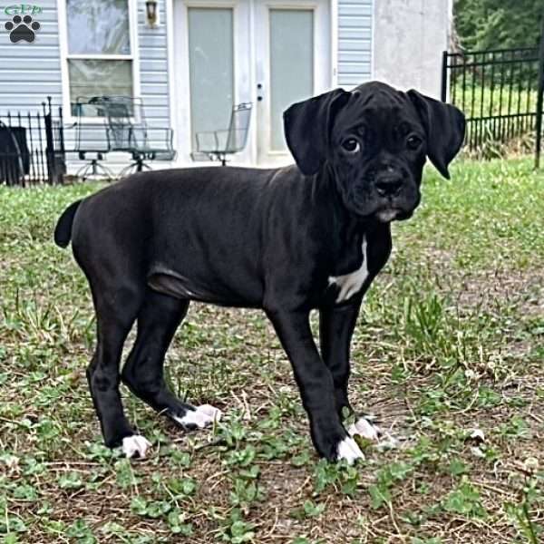 Morgan, Boxer Puppy