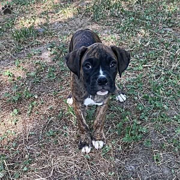 Miles, Boxer Puppy