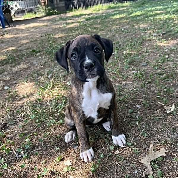 Marilyn, Boxer Puppy