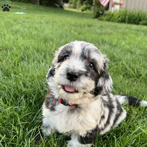 Baxter, Mini Sheepadoodle Puppy