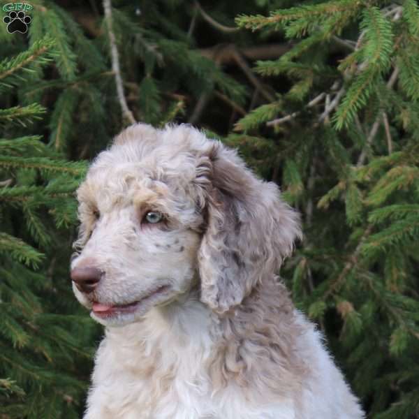 Luigi, Standard Poodle Puppy