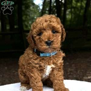 Baxter, Mini Goldendoodle Puppy