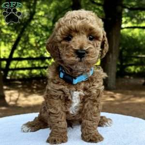 Baxter, Mini Goldendoodle Puppy