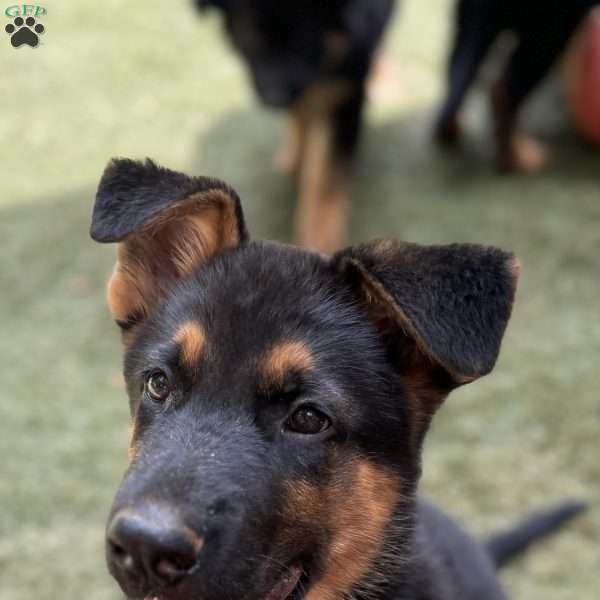 Leon, German Shepherd Puppy