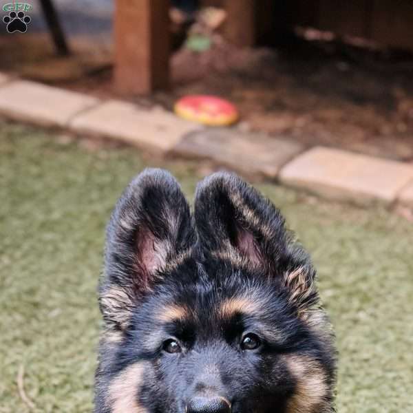 Kane, German Shepherd Puppy