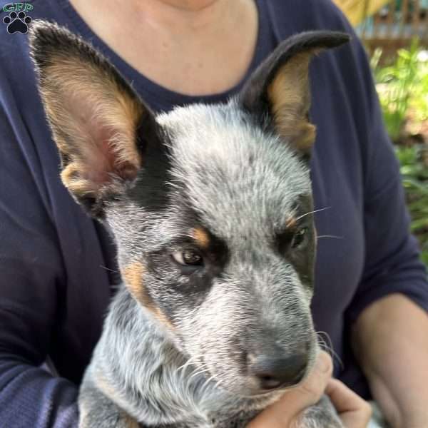 Kooper, Blue Heeler – Australian Cattle Dog Puppy