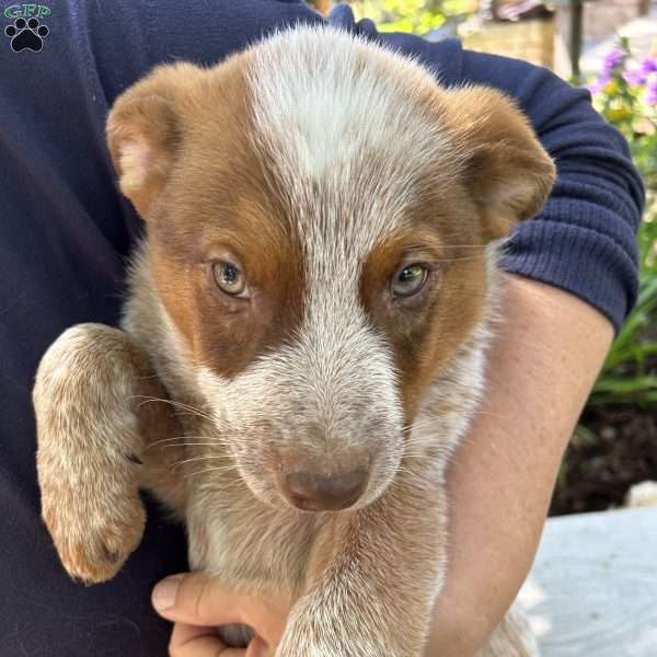 Kurby, Blue Heeler – Australian Cattle Dog Puppy