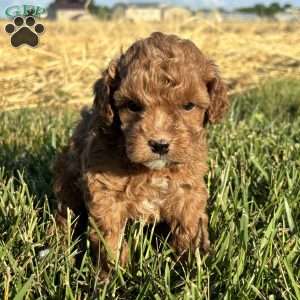 Cockapoo Puppies for Sale - Greenfield Puppies