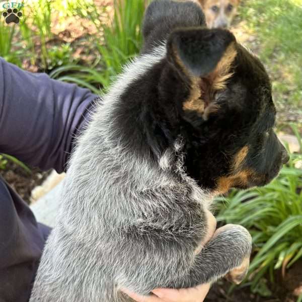 Kassy, Blue Heeler – Australian Cattle Dog Puppy