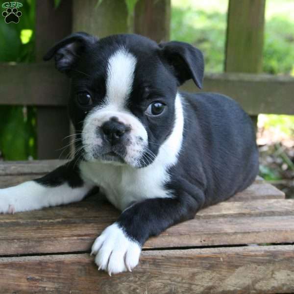 Tessa, Boston Terrier Puppy