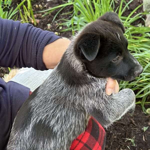 Karissa, Blue Heeler – Australian Cattle Dog Puppy