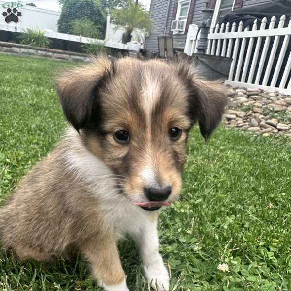 Pip, Sheltie Puppy