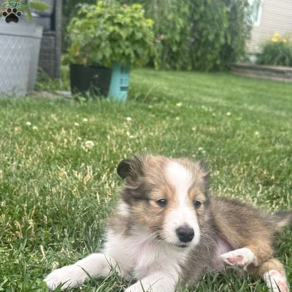 Sweet boy, Sheltie Puppy