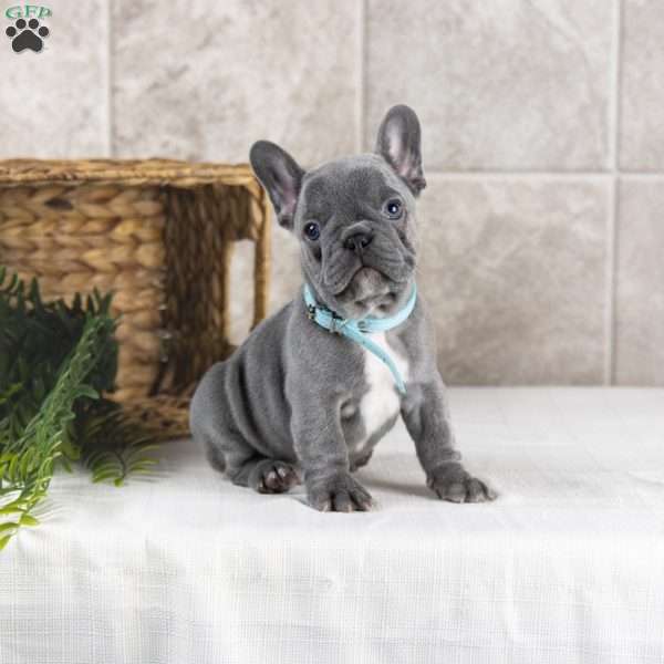 Randy, French Bulldog Puppy