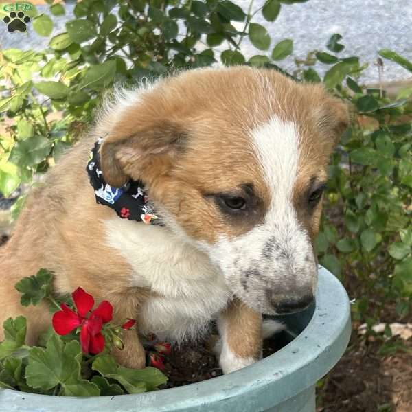 Parker, Australian Shepherd Mix Puppy