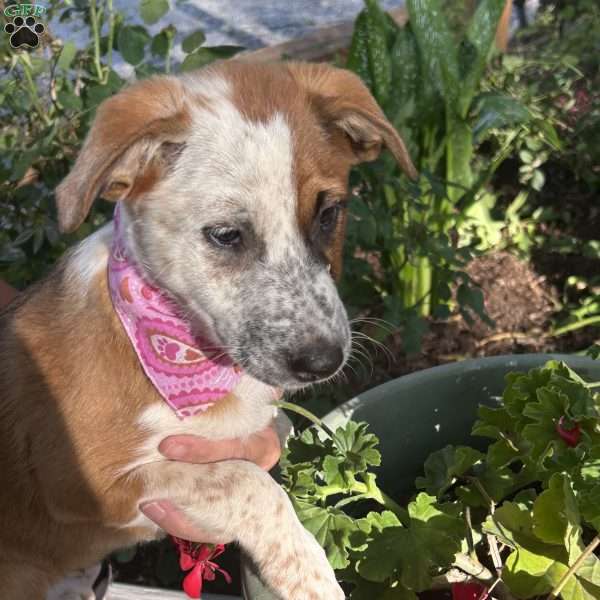 Penelope, Australian Shepherd Mix Puppy