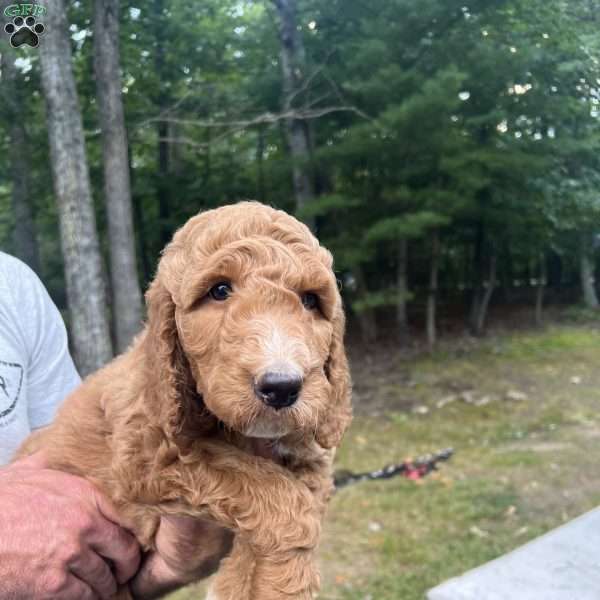 Bella, Irish Doodle Puppy