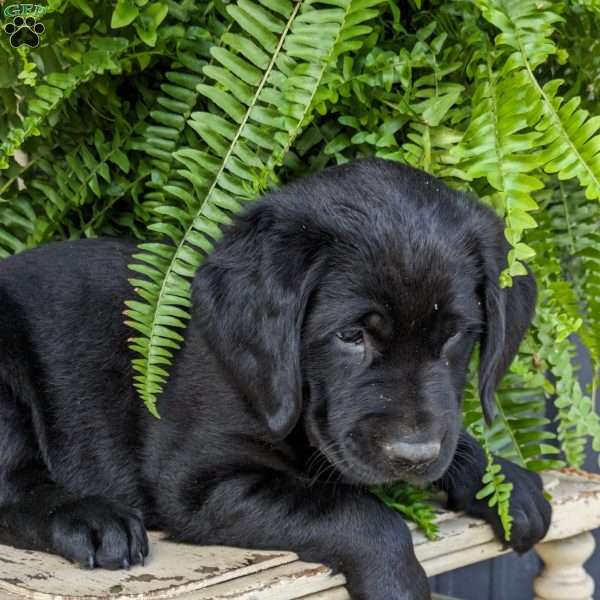 Kathy, Black Labrador Retriever Puppy