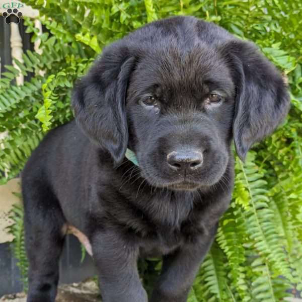 Austin, Black Labrador Retriever Puppy