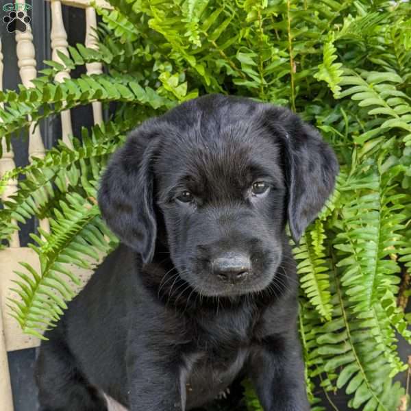 Jase, Black Labrador Retriever Puppy