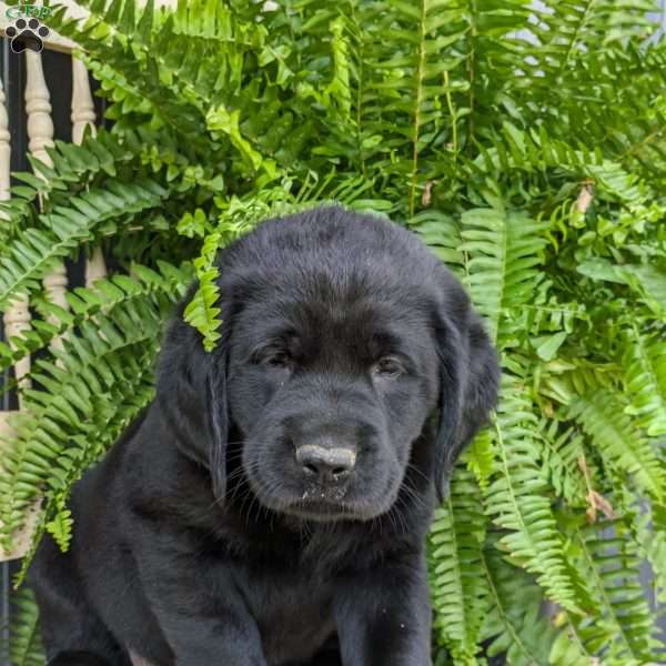 Luke, Black Labrador Retriever Puppy