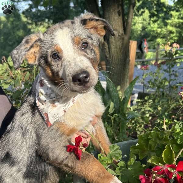 Pickles, Australian Shepherd Mix Puppy