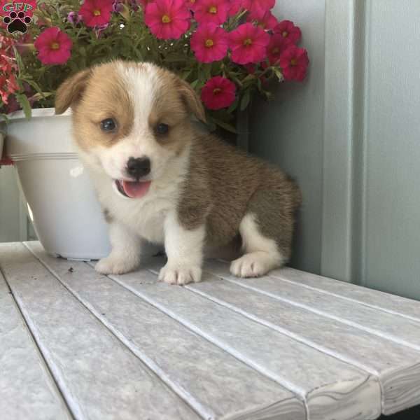 Luna, Pembroke Welsh Corgi Puppy