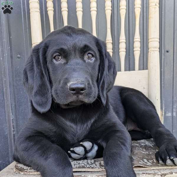 Rachelle, Black Labrador Retriever Puppy