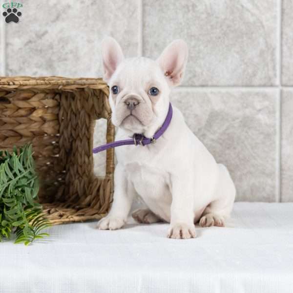 Reba, French Bulldog Puppy